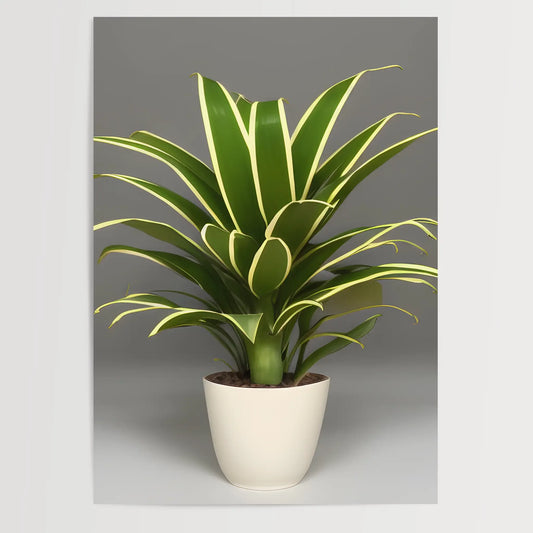 Dracaena trifasciata - Pflanzen No 2- Poster