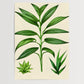 Botanisch Zeichnung - Pflanzen No 11- Poster
