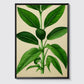 Botanical Drawing - Plants No 13- Poster