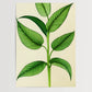 Botanisch Zeichnung - Pflanzen No 5- Poster