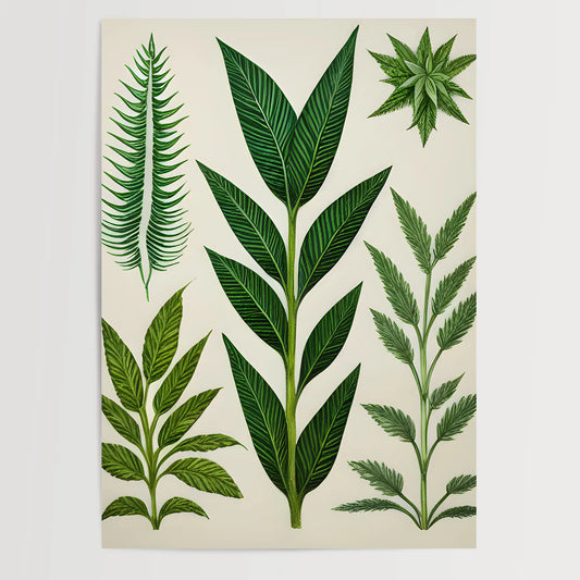 Botanical Drawing - Plants No 6- Poster
