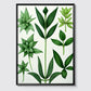 Botanical Drawing - Plants No 9 - Poster