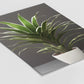 Dracaena trifasciata - Pflanzen No 1- Poster