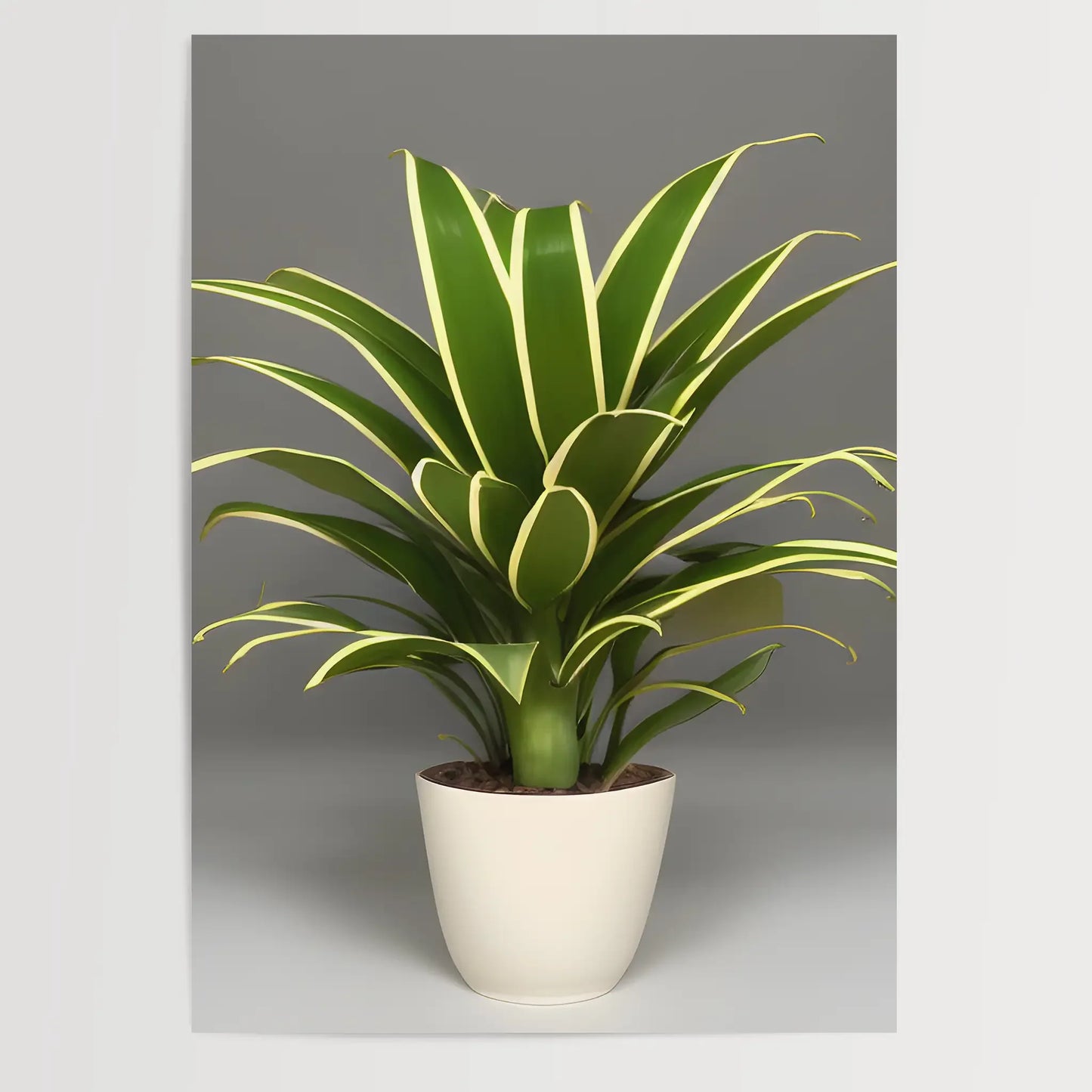 Dracaena trifasciata - Plants No 2 - Poster