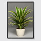 Dracaena trifasciata - Plants No 2 - Poster