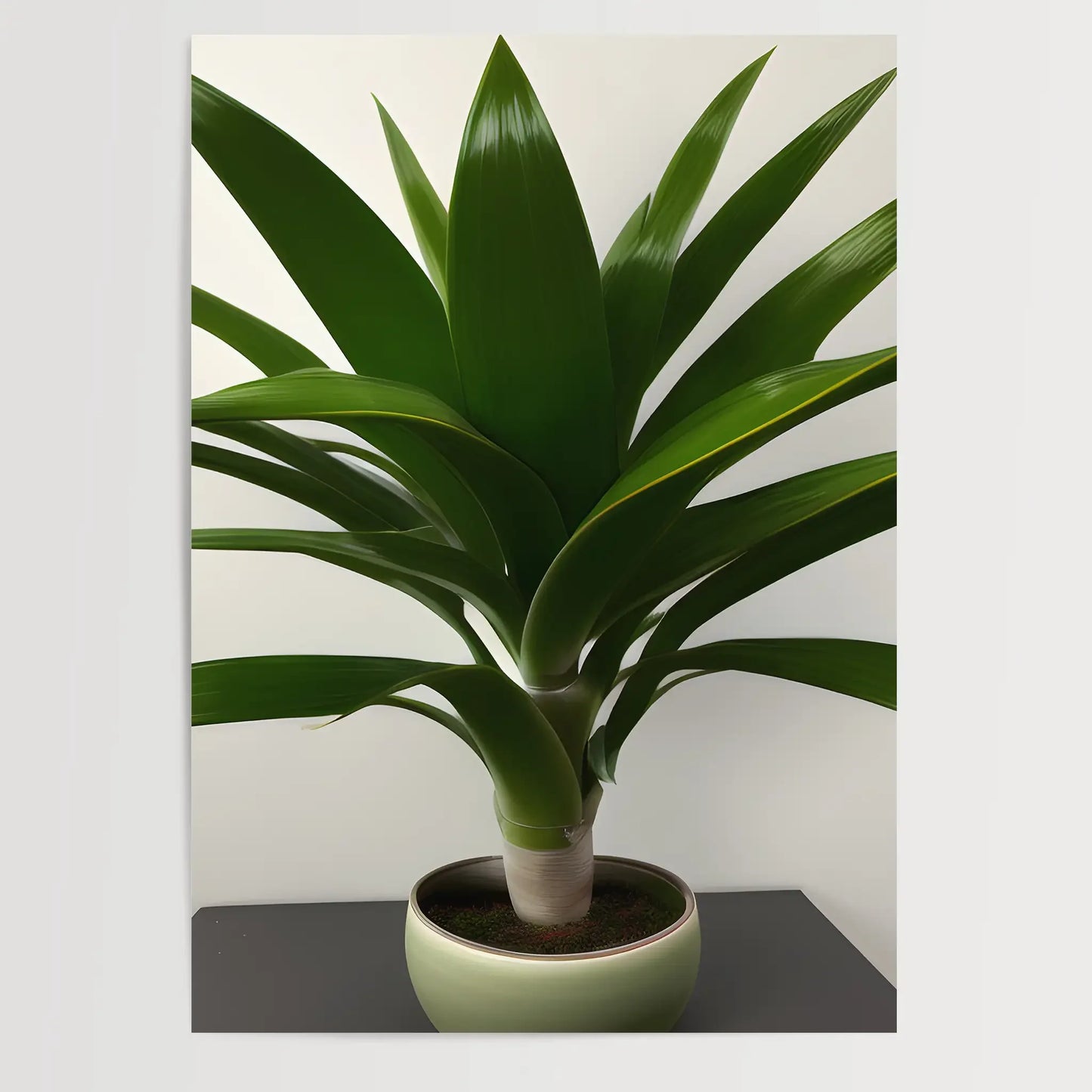 Dracaena trifasciata - Pflanzen No 3- Poster