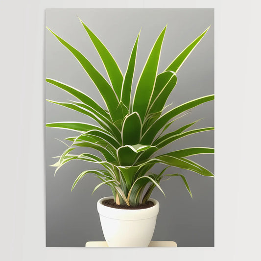 Dracaena trifasciata - Plants No 6 - Poster