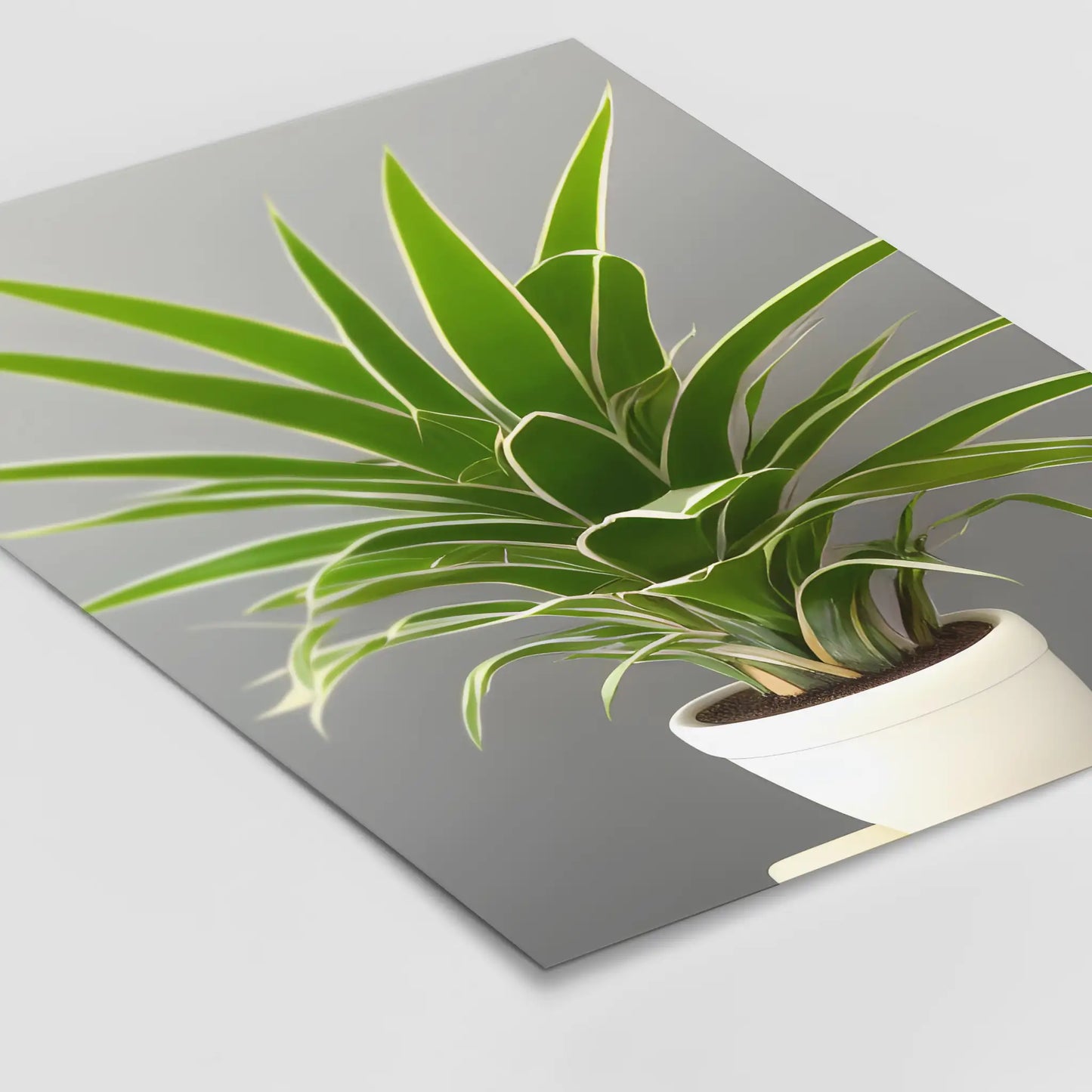 Dracaena trifasciata - Plants No 6 - Poster