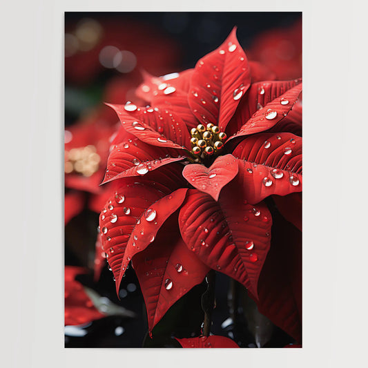 Poinsettias No 3 - Christmas - Nature - Poster
