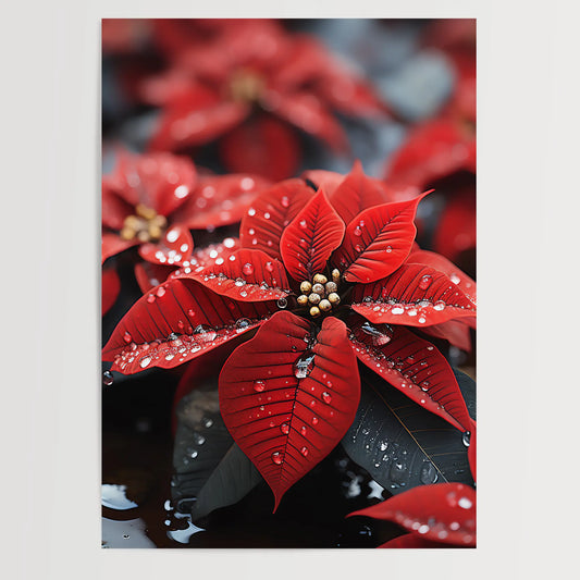 Poinsettias No 4 - Christmas - Nature - Poster